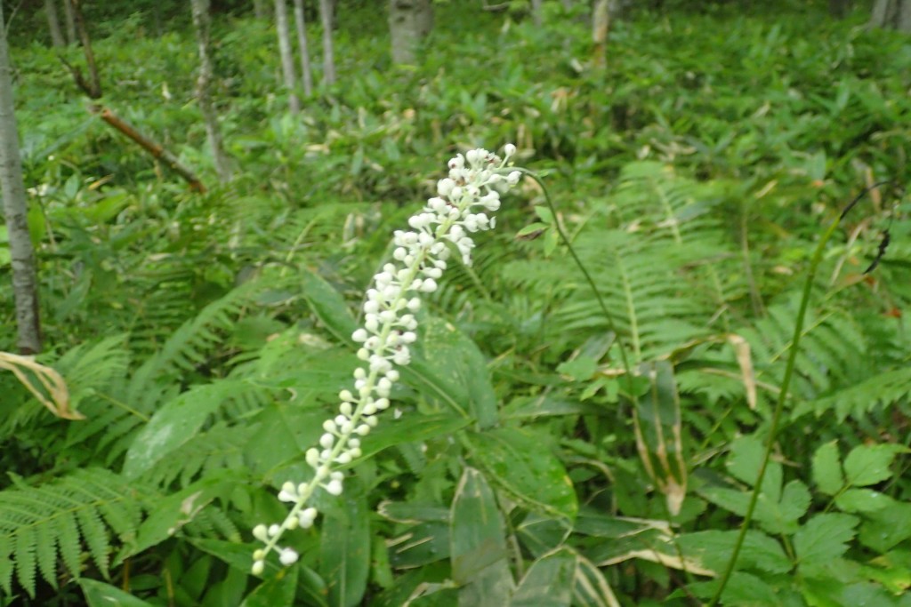 サラシナショウマ　これから